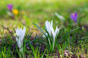White spring flowers daffodils on mulch soil. Landscaping flower beds and parks. Spring daffodils closeup.