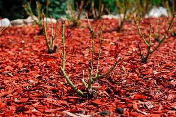 Red pine mulch on a flowerbed with rose bushes. Posh Landscape Design flower beds roses. Beautiful mulching pink flower beds red pine shavings. Texture of natural pine mulch. Closeup.