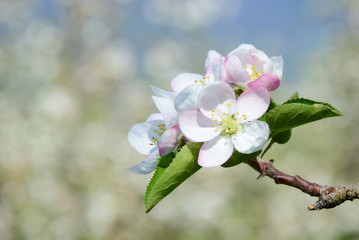Apfelblüte in Südtirol