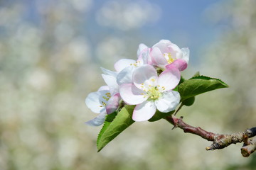 Fototapeta na wymiar Wunderschöne Apfelblüten in Südtirol - freigestellt 