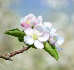 Apfelblüten - Apfelbaum - Apfelbaumblüte vor blauen Himmel und verschneiten Bergen