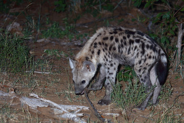 Tüpfelhyäne / Spotted Hyaena / Crocuta crocuta.