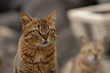 cats