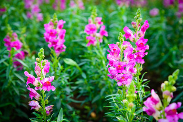 Natural flower pink and white in garden, soft focus. 