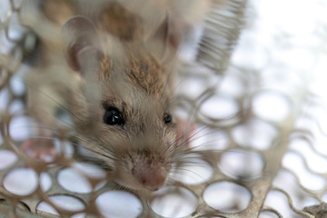 Brown rat trapped steel cage or mousetrap. The eyes of the rat indicates fear.