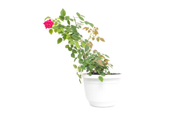 Home flower in a pot young blooming red rose with green petals on a white background, isolate