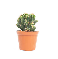 Green small office cactus in a pot on a white background, isolate, peyote