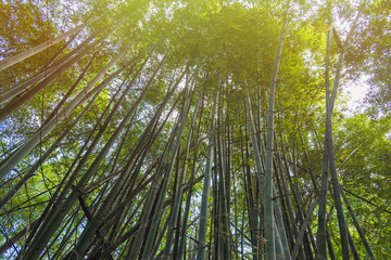 Obraz na płótnie Canvas Bamboo Forest with sunlight in Chiang Rai, Thailand.
