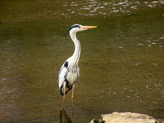 Crane