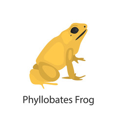 Obraz premium Phylobates frog color vector icon. Flat design