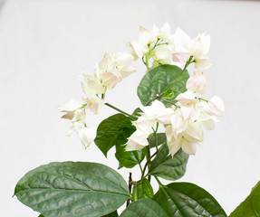Beautiful homemade flower with green leaves clerodendrum thomsoniae on a white background, isolate
