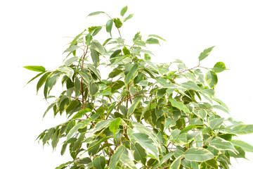 Beautiful homemade flower with green leaves of Benjamin Ficus on a white background, isolate