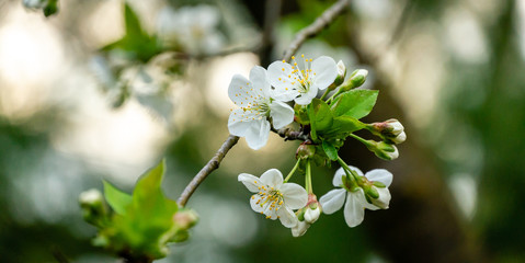 Close-up of white cherry flowers blossom against the green background. A lot of white flowers in spring day. Selective focus