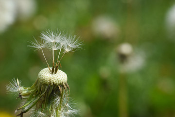 Dandelion, blowing ball. Bloomed dandelion seeds close up