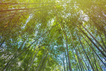 Bamboo Forest with sunlight in Chiang Rai, Thailand.