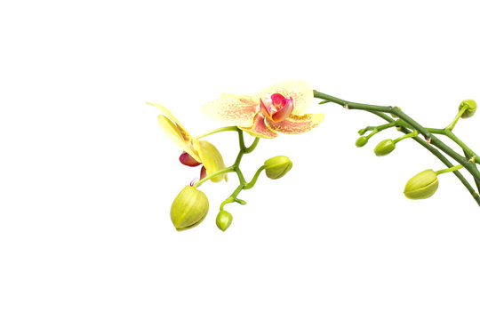 Beautiful branch with buds yellow orchid on a white background, isolate, decoration