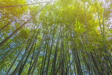 Bamboo Forest with sunlight in Chiang Rai, Thailand.