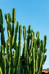 Beautiful, large and full of life cactus in all its beauty in the sun. Nature, desert. 