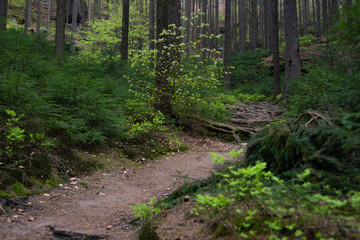 Wanderweg Sächsische Schweiz Wald