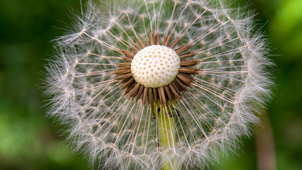 Macro photography o a dandelion seed head with the center exposed. Captured at a garden in the city of Bogota, Colombia.