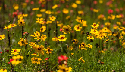 TEXAS YELLOW WILDFLOWER