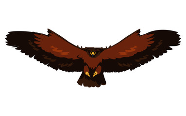 beautiful eagle flying majestic bird