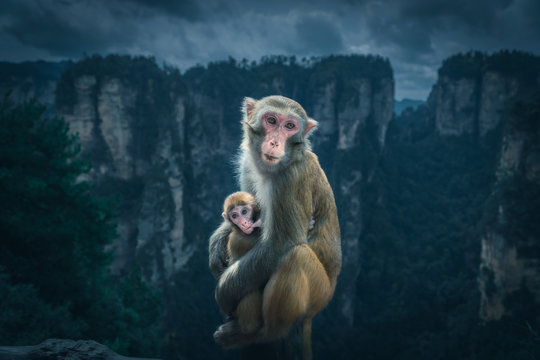 Monkey breast feeding dark mood