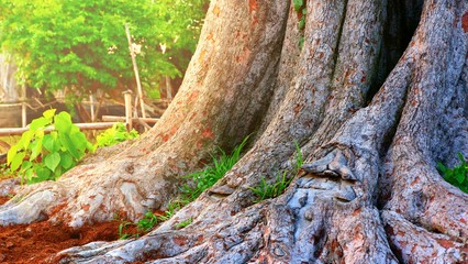 Part of tree trunk and roots of the old large banyan tree with blurred sunlight on surface green plants in rural view background