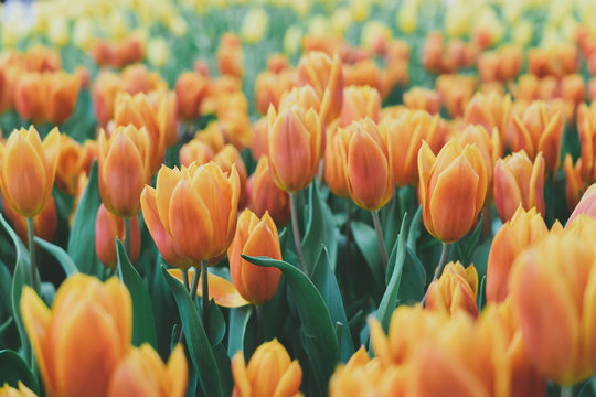 Bouquet of tulips (Tulipa spp. L.). Give a warm feeling to the garden. Gardening ideas in the home Flower.