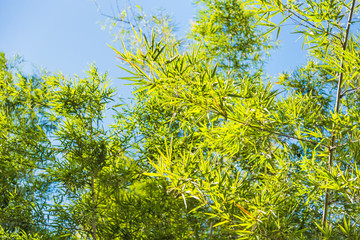 Bamboo Forest with sunlight in Chiang Rai, Thailand.