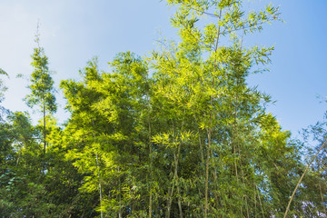 Bamboo Forest with sunlight in Chiang Rai, Thailand.