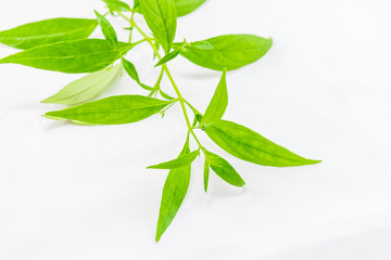 Andrographis paniculata plant