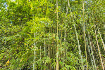 Fototapeta na wymiar Bamboo Forest with sunlight in Chiang Rai, Thailand.