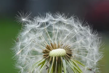 Foto op Plexiglas Dandelion, blowing ball. Bloomed dandelion seeds close up © Ivan