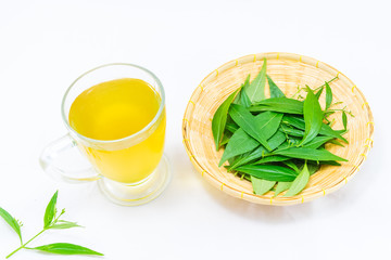 Andrographis paniculata plant