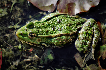 Frog