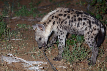 Tüpfelhyäne / Spotted Hyaena / Crocuta crocuta.