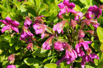 Therorhodion camtschaticum kamtchatka rhododendron plant