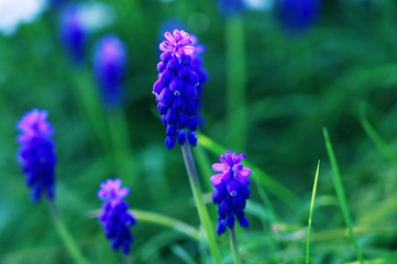 Traubenhyazinthe iom Frühling