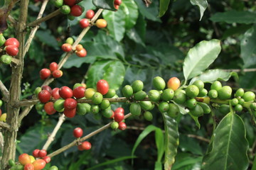 Obraz premium red berries on a tree