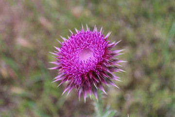 purple thistle flower