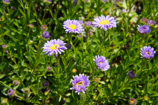 Brachyscome multifida cut-leaved daisy violet flowers with green