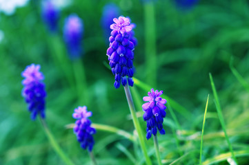 Traubenhyazinthe iom Frühling