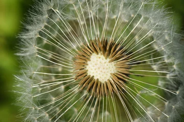 Foto auf Glas Dandelion, blowing ball. Bloomed dandelion seeds close up © Ivan