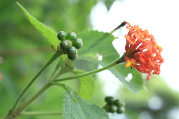 branch of tree with red berries on white background
