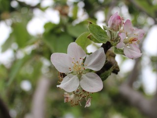 blooming apple tree in spring