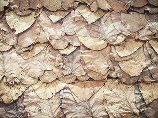Dried leaves (Teak leaves) wall background and textured. 