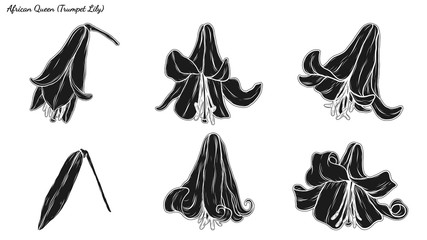 Set of Lily vector by hand drawing.Beautiful flower on white background.Trumpet Lily vector art highly detailed in line art style.Flower tattoo for paint or pattern.
