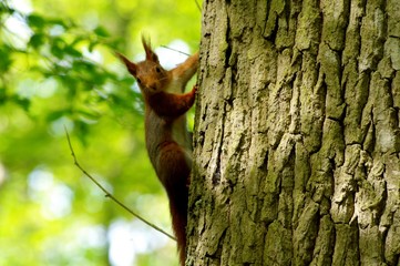 Un petit écureuil