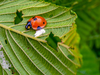 Macro photography of a red and black ladybug walking on an alder leaf. Captured a the Andean mountains of central Colombia.